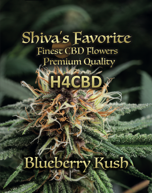 H4CBD Blueberry Kush (NEU)