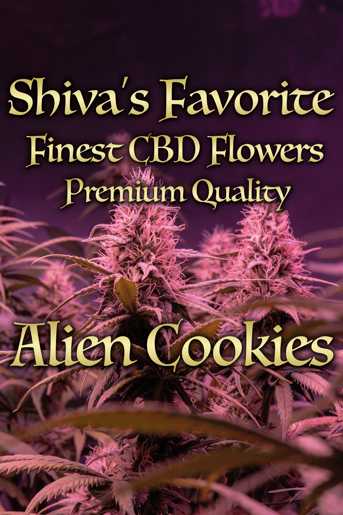 Alien Cookies zitronig, frisch, skunky