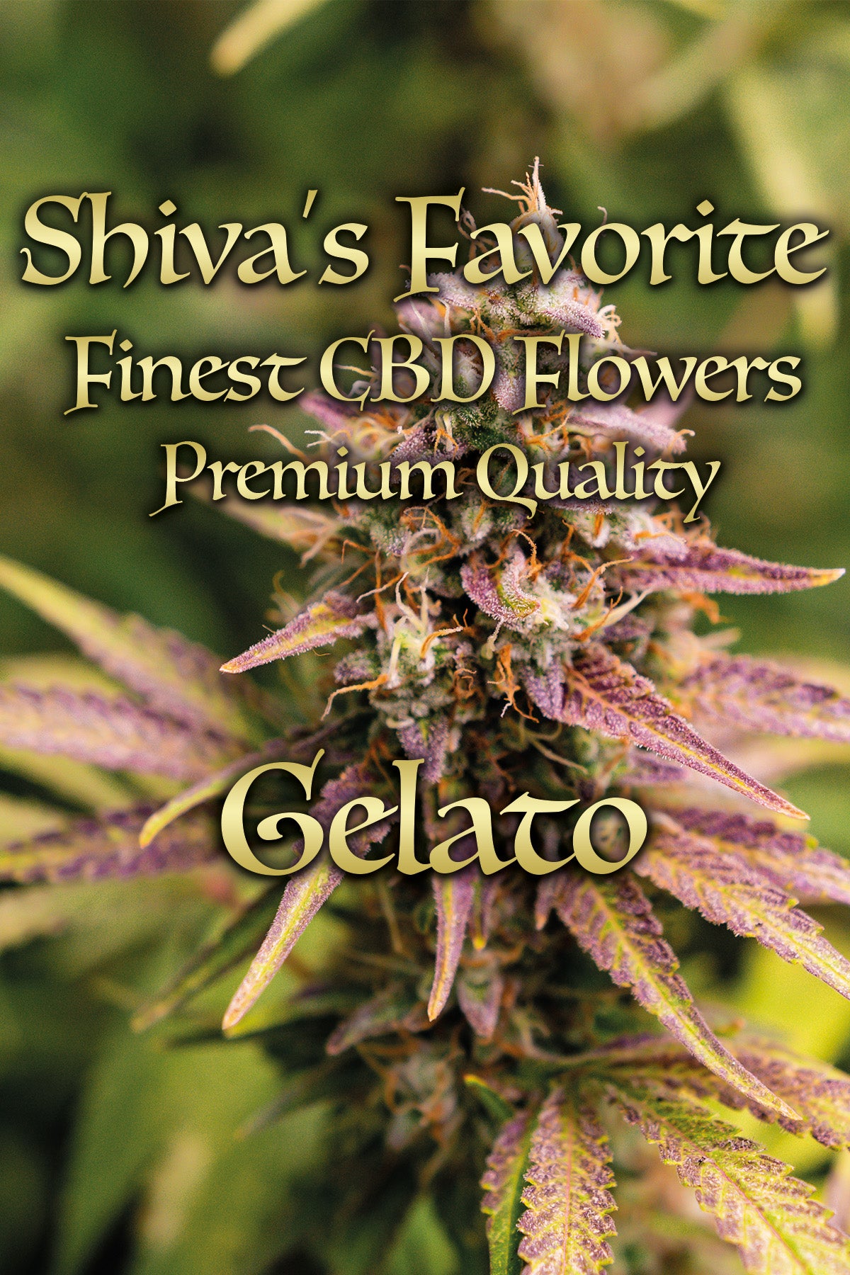 Gelato 3.0 süß, fruchtig, cremig