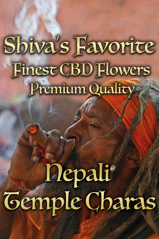 Nepali Temple Charas schwer, dunkel, aromatisch