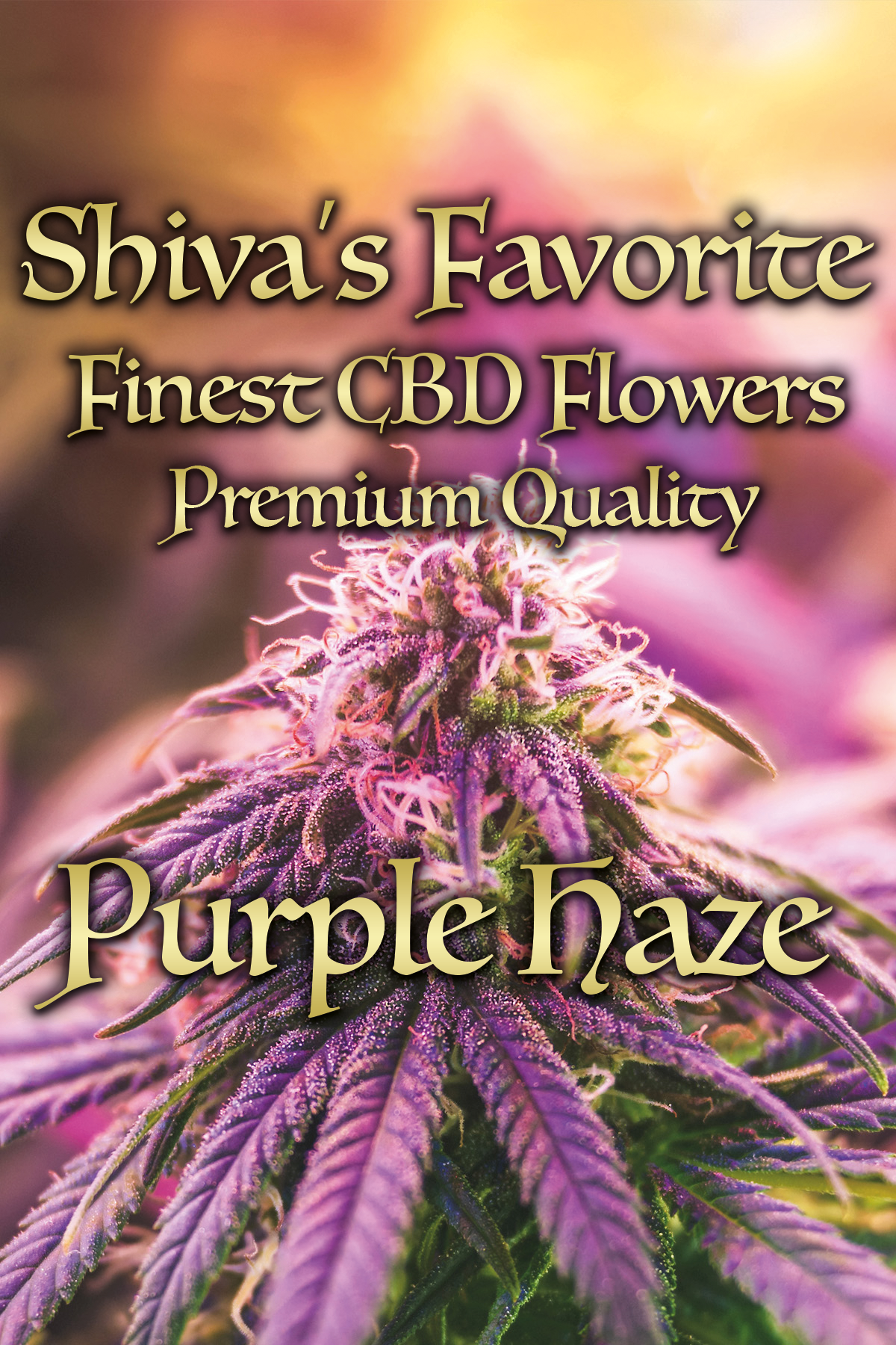 Purple Haze süß, beerig, erdig