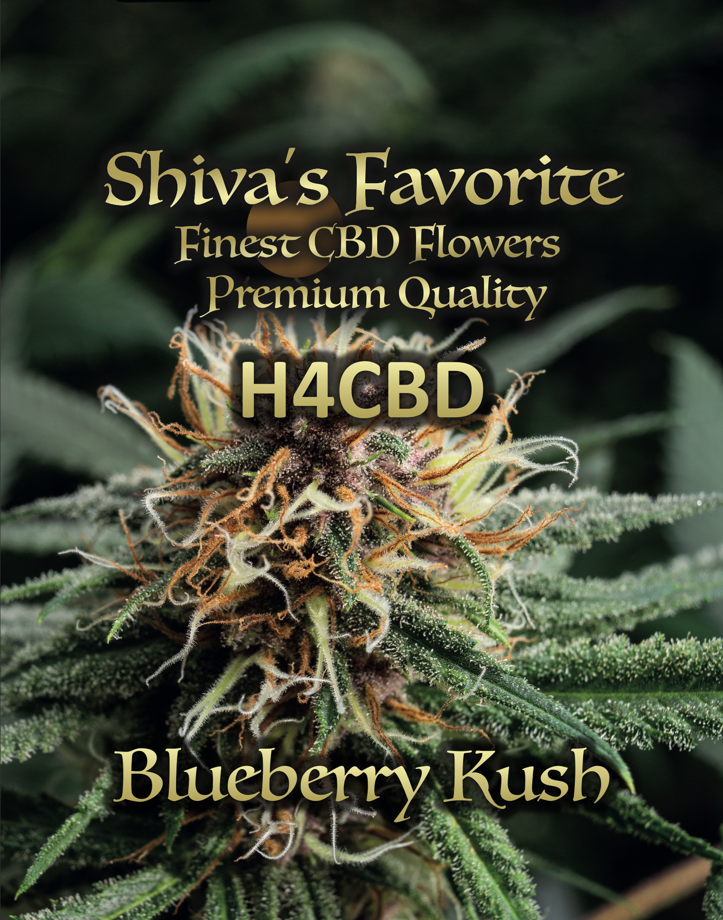 H4CBD Blueberry Kush (NEU)